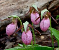 native orchids, master gardener presents