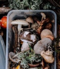 Collected mushrooms and moss