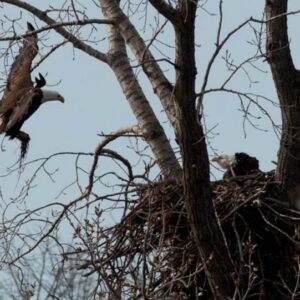 eagles by nest