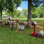 goats and llamas in pens at a park