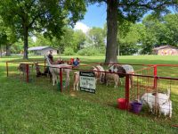goats and llamas in pens at a park