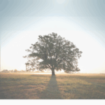 tree with light radiating from behind
