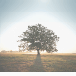 tree with light radiating from behind