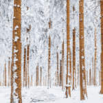 trees in snow