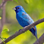 blue bird on a branch