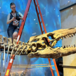 researcher on ladder looking at prehistoric bones